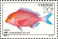 Red Seabream (Pagrosomus major)