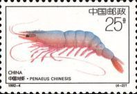 Chinese White Shrimp (Penaeus chinesis)