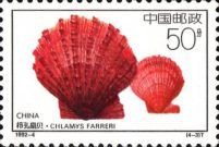 Farrer's Scallop (Chlamys farreri