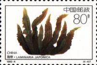 Laminaria japonica