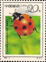 Seven-Spot Ladybird (Coccinella septempunctata)
