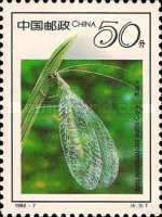 Common Green Lacewing (Chrysoperla carnea)