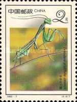 Chinese Mantis (Tenodera sinensis)