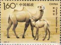 Bactrian Camel (Camelus bactrianus)