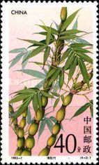 Buddha Belly Bamboo