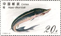 Kaluga (Huso dauricus)