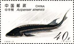 Chinese Sturgeon (Acipenser sinensis)