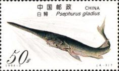 Chinese Paddlefish (Psephurus gladius)