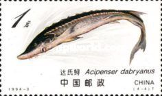 Dabry's Sturgeon (Acipenser dabryanus)