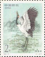 Black-necked Crane (Grus nigricollis)