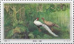 Silver Pheasant (Lophura nycthemera)