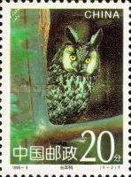 Long-eared Owl (Asio otus)