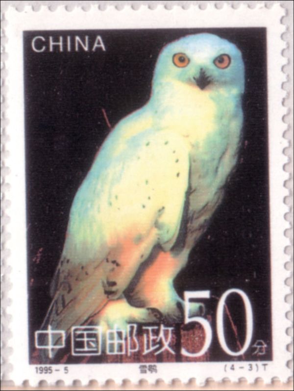 Snowy Owl (Bubo scandiacus)