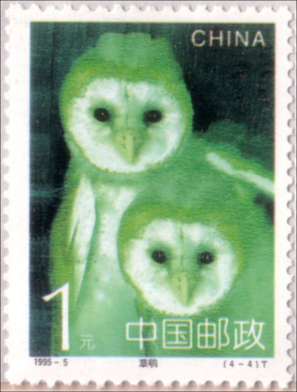 Eastern Grass Owl (Tyto longimembris)