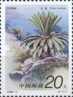 Cycas revoluta