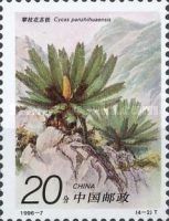 Cycas panzhihuaensis
