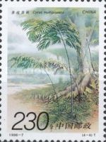 Cycas multipinnata