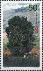Tea tree at Lancang, Yunnan