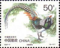Lady Amherst's Pheasant (Chrysolophus amherstiae)