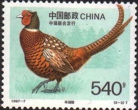 Common Pheasant (Phasianus colchicus)