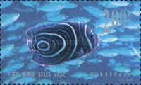 Emperor Anglefish (Pomocanthus imperator)