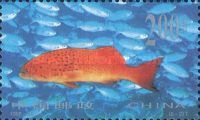Spotted Coral Grouper (Plectropomus maculatus)