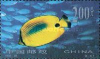 Blue spotted Butterflyfish (Chaetodon plebeius)