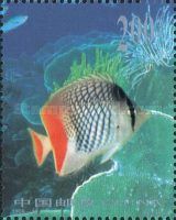 Indian Ocean Chevron Butterflyfish (Chaetodon chrysurus)