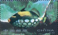 Clown Triggerfish (Balistoides conspicillum)