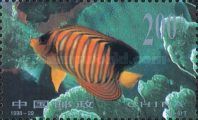 Regal Angelfish (Pygoplites diacanthus)