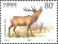 Manchurian Wapiti (Cervus canadensis xanthopygus)