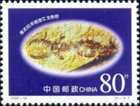 Cambrian Period Fossil