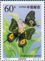 Golden Kaiser-i-Hind (Teinopalpus aureus)
