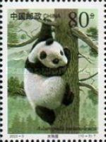 Giant Panda (Ailuropoda melanoleuca)