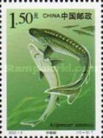 Chinese Sturgeon (Acipenser sinensis)