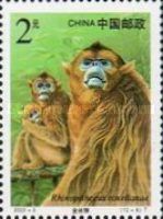 Golden Snub-nosed Monkey (Rhinopithecus roxellanae)