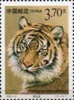 Amur Tiger (Panthera tigris altaica)