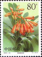 Noble Clivia