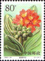 Golden Striat Lily
