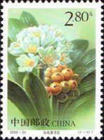 White kaffir lily