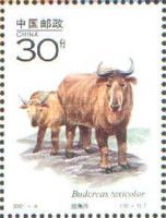 Takin (Budorcas taxicolor)