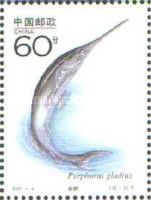 Chinese Paddlefish (Psephurus gladius)