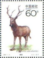 Pere David's Deer (Elaphurus davidianus)