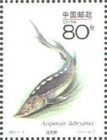 Dabry's Sturgeon (Acipenser dabryanus)