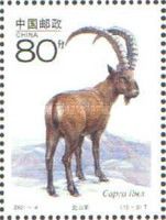 Ibex (Capra ibex)