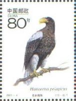 Steller's Sea Eagle (Haliaeetus pelagicus)
