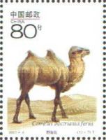 Bactrian Camel (Camelus bactrianus)