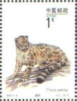 Snow Leopard (Panthera uncia)