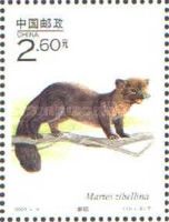 Sable (Martes zibellina)