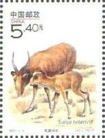 Saiga Antelope (Saiga tatarica)